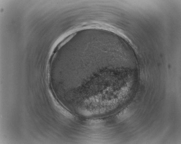 X0000063451522200601271526