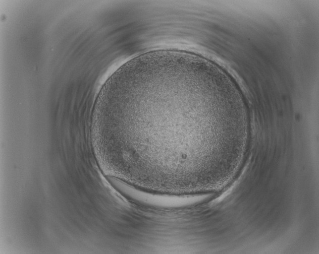 X0000063451529200601271526