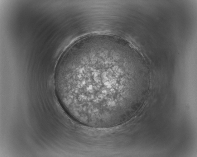 X0000063450002200602031820