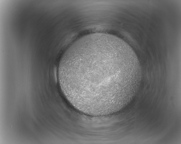 X0000063450022200602031819