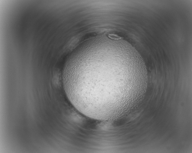 X0000063450138200602031817