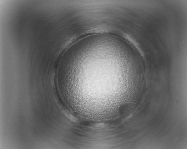 X0000063450153200602031817