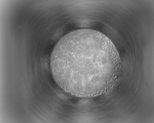 X0000063450175200602031817