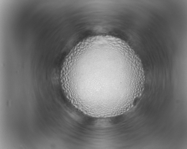 X0000063450179200602031817