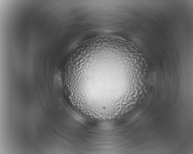 X0000063450238200602031816