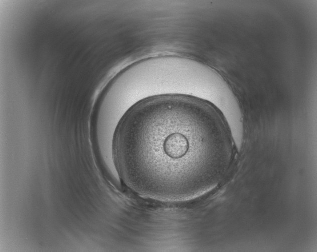 X0000063450244200602031815