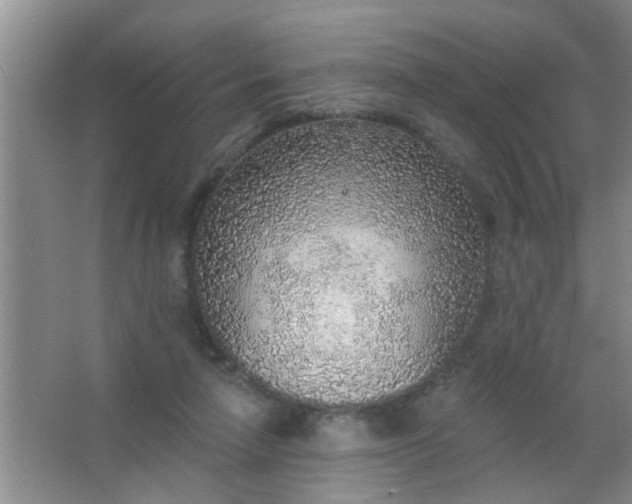 X0000063450258200602031815