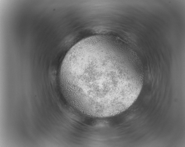 X0000063450263200602031815