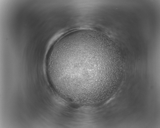 X0000063450294200602031815