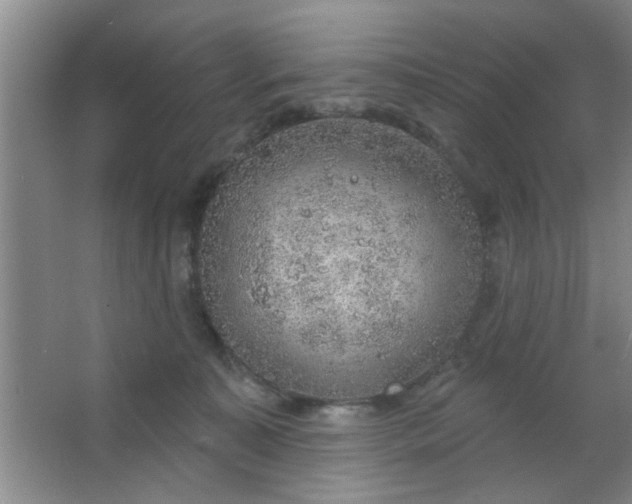 X0000063450323200602031814