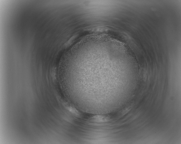 X0000063450326200602031814