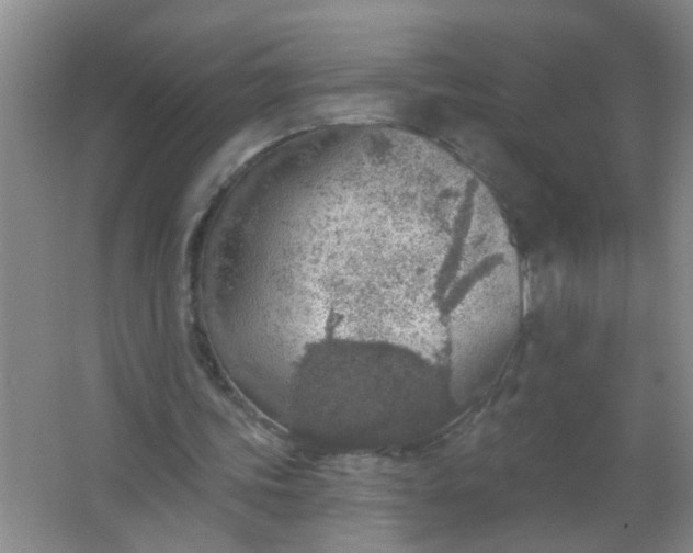 X0000063450339200602031813