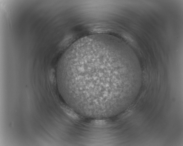 X0000063450361200602031814