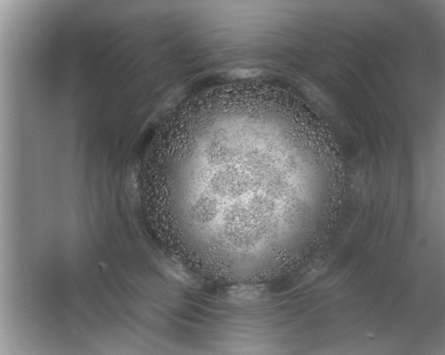 X0000063450373200602031814