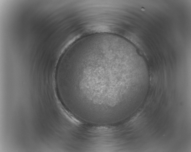 X0000063450390200602031813