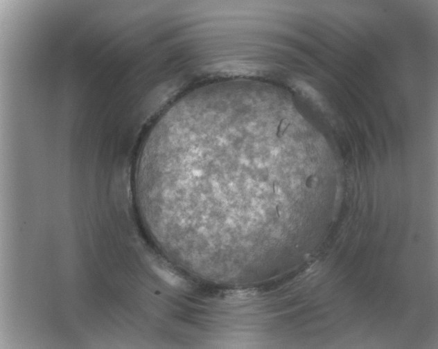 X0000063450398200602031813