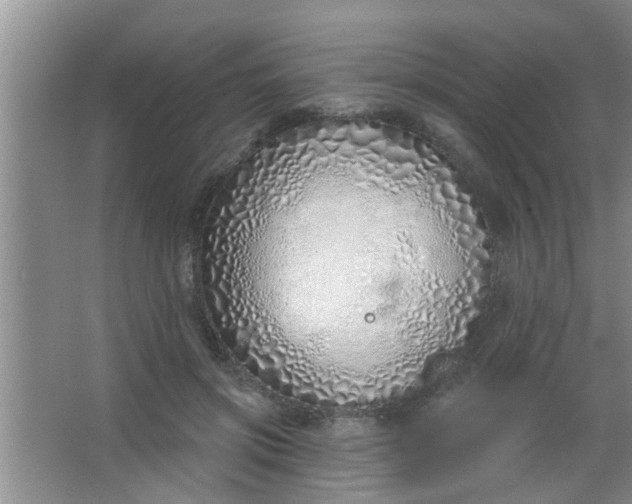 X0000063450549200602031810