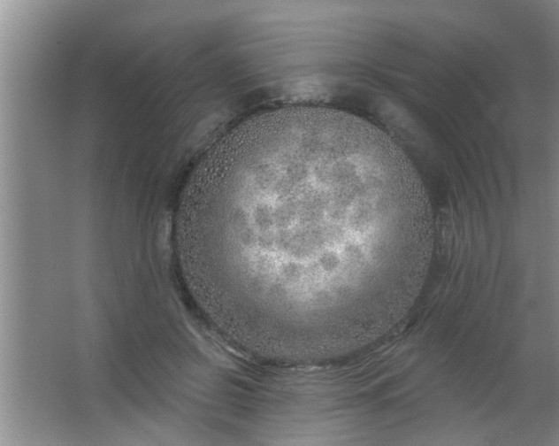 X0000063450550200602031810