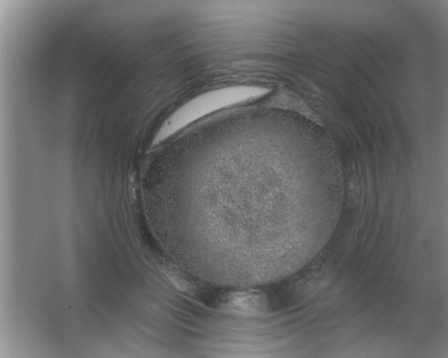 X0000063450555200602031811