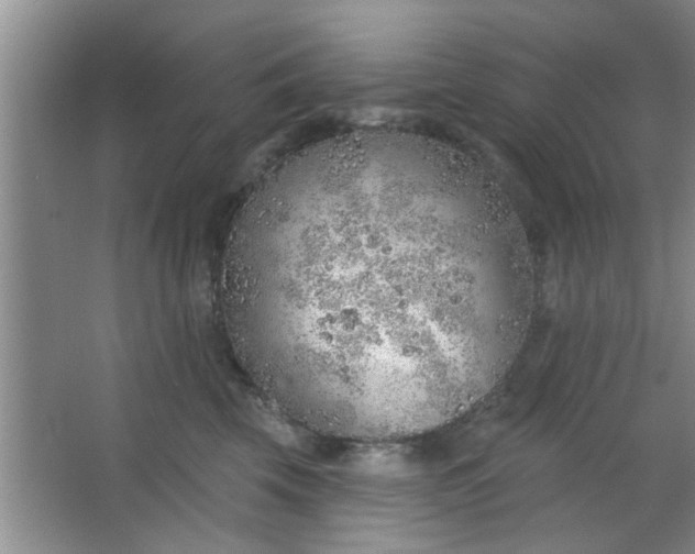 X0000063450569200602031811