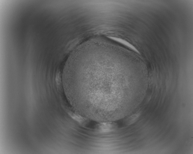 X0000063450623200602031809