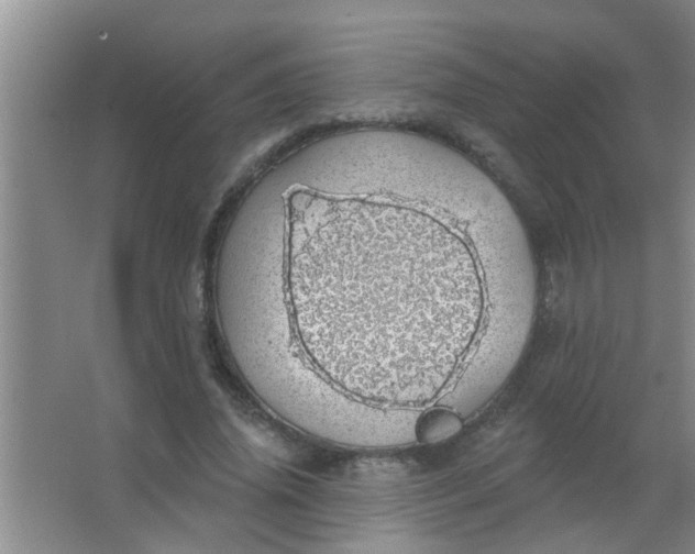 X0000063450636200602031809