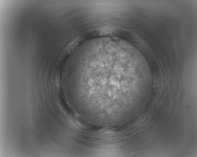 X0000063450648200602031809