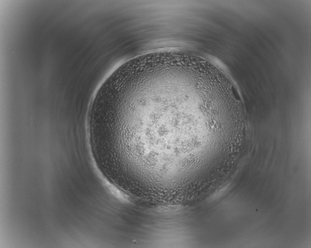 X0000063450859200602031806