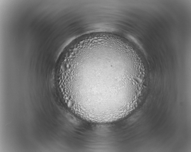 X0000063450875200602031805