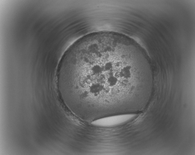 X0000063450879200602031805