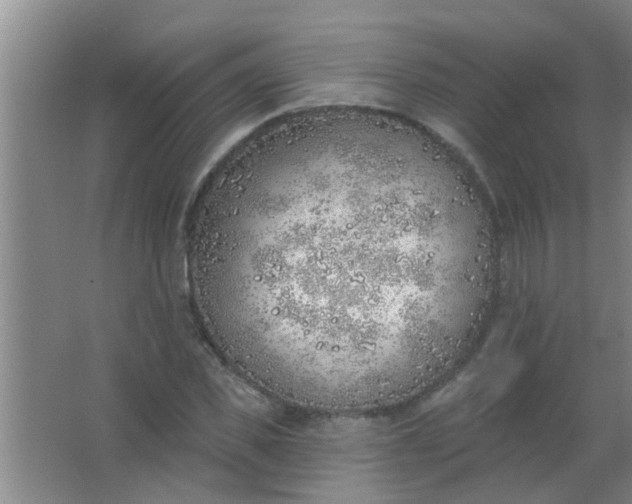 X0000063450925200602031804