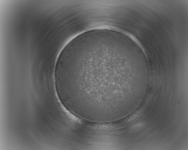 X0000063450951200602031804