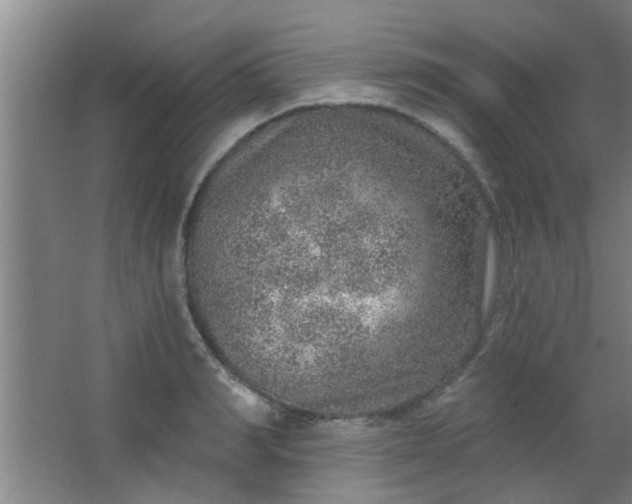 X0000063450990200602031803