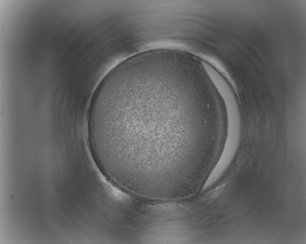 X0000063450999200602031803