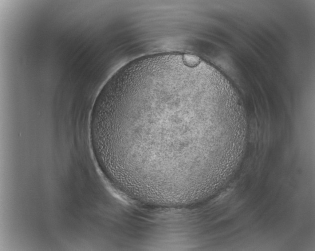 X0000063451039200602031803