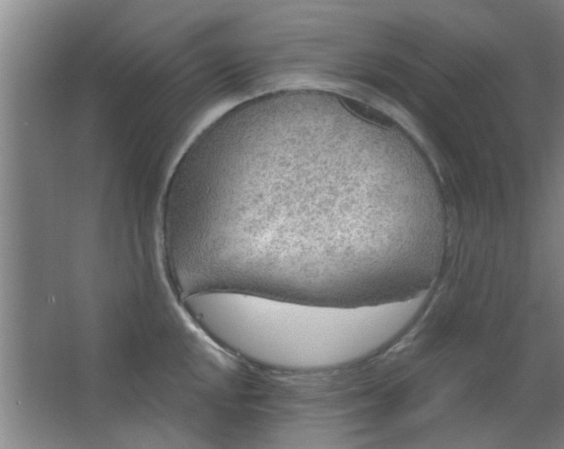 X0000063451048200602031803