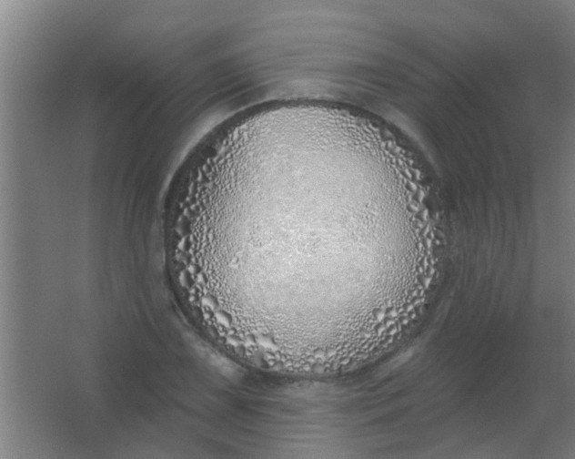 X0000063451075200602031802