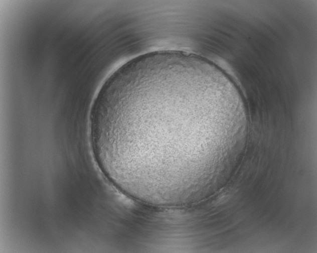 X0000063451096200602031801