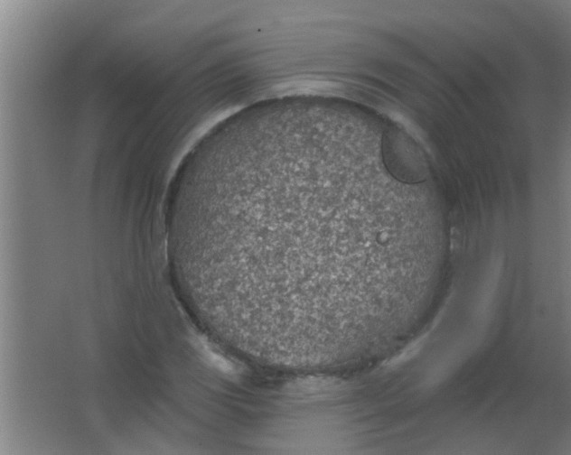 X0000063451117200602031801