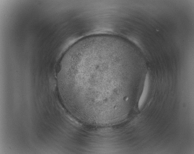 X0000063451363200602031757