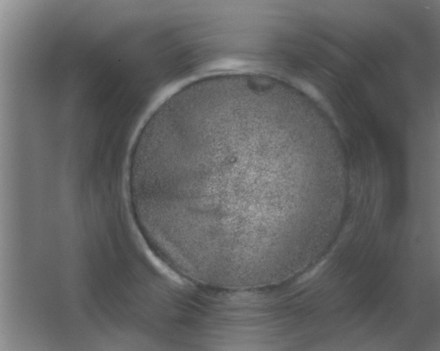 X0000063451421200602031756