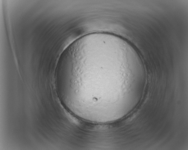 X0000063451521200602031754