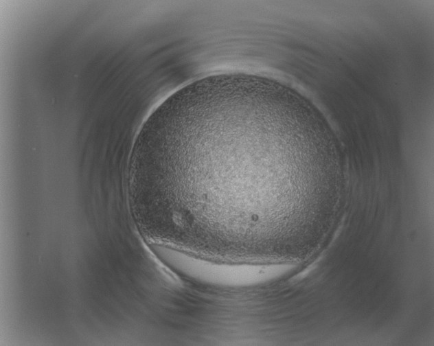 X0000063451529200602031755