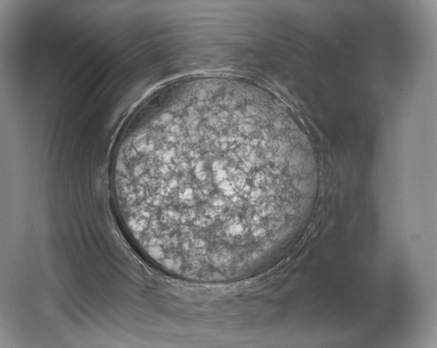 X0000063450002200602101700