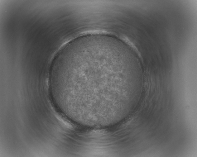 X0000063450063200602101659