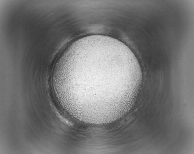 X0000063450106200602101659