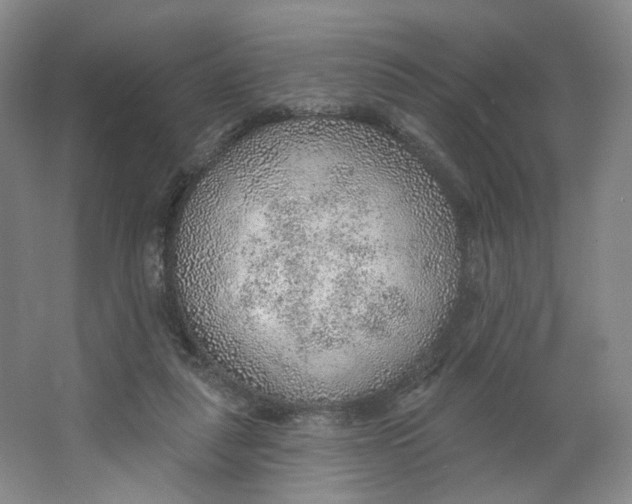 X0000063450259200602101656