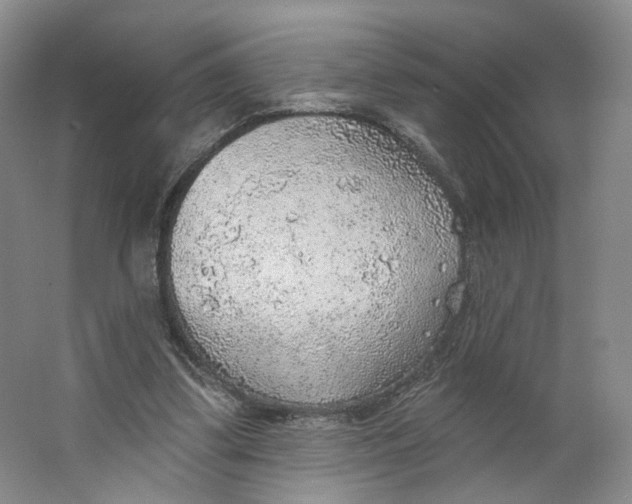 X0000063450299200602101655