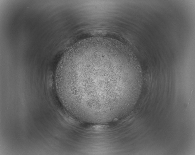 X0000063450323200602101655