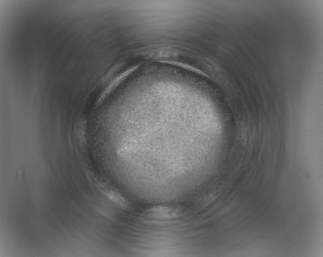 X0000063450326200602101655